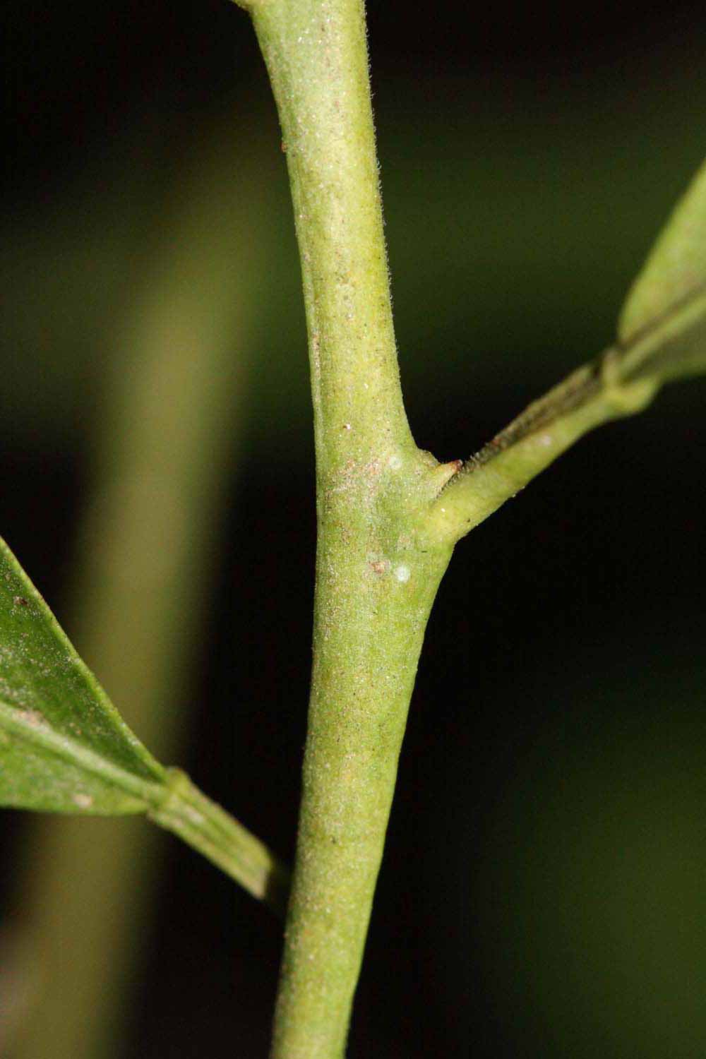            First year twig (Riverside, CA)   